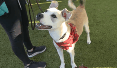 San Diego Humane Society holds holiday adoption event – NBC 7 San Diego