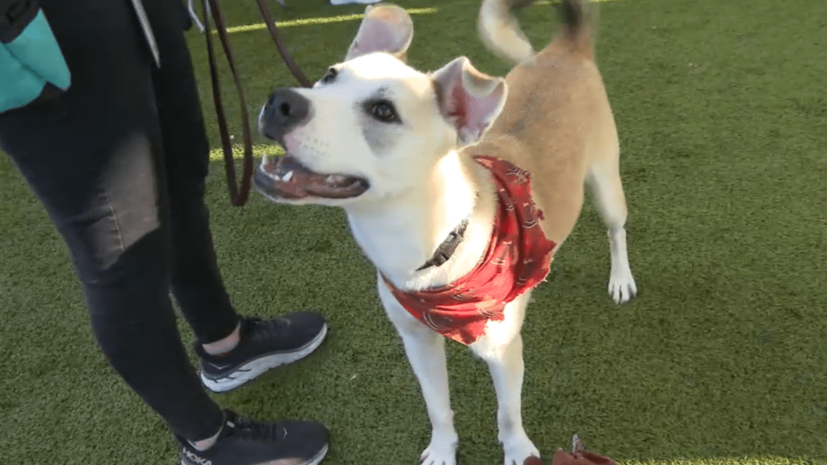 San Diego Humane Society holds holiday adoption event – NBC 7 San Diego