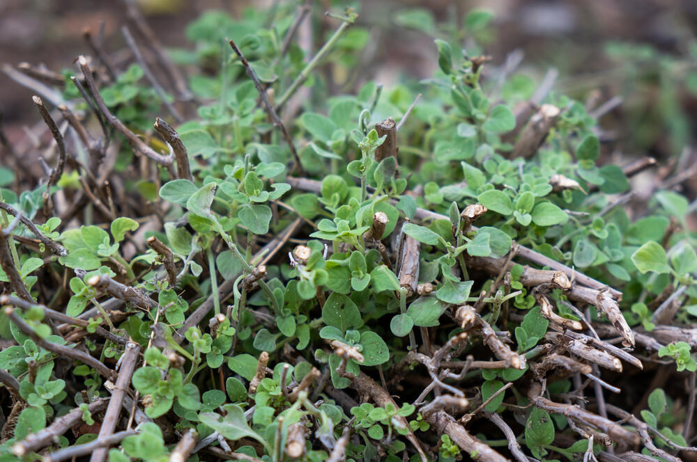 Sold in almost every local market. White Micromeria (Photo: Shutterstock) זוטה לבנה
