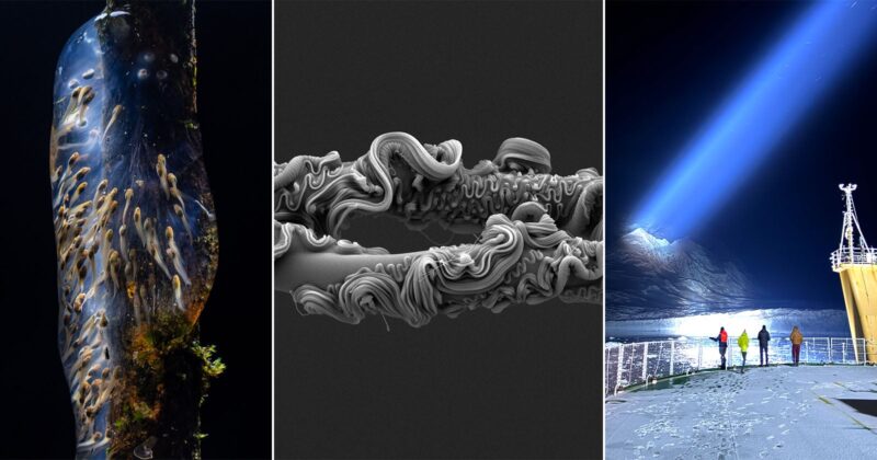 A triptych: left, a close-up of a translucent, elongated sea creature with white markings; center, a microscope image of twisted, tubular structures; right, people on a ship at night facing a bright beam shining on icy mountains.