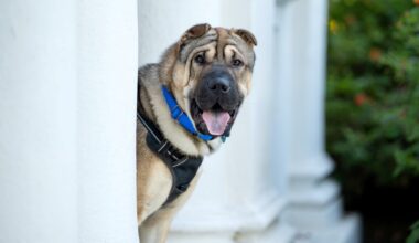 After months in a Pasadena shelter, this dog got his own glamour photoshoot – NBC Los Angeles