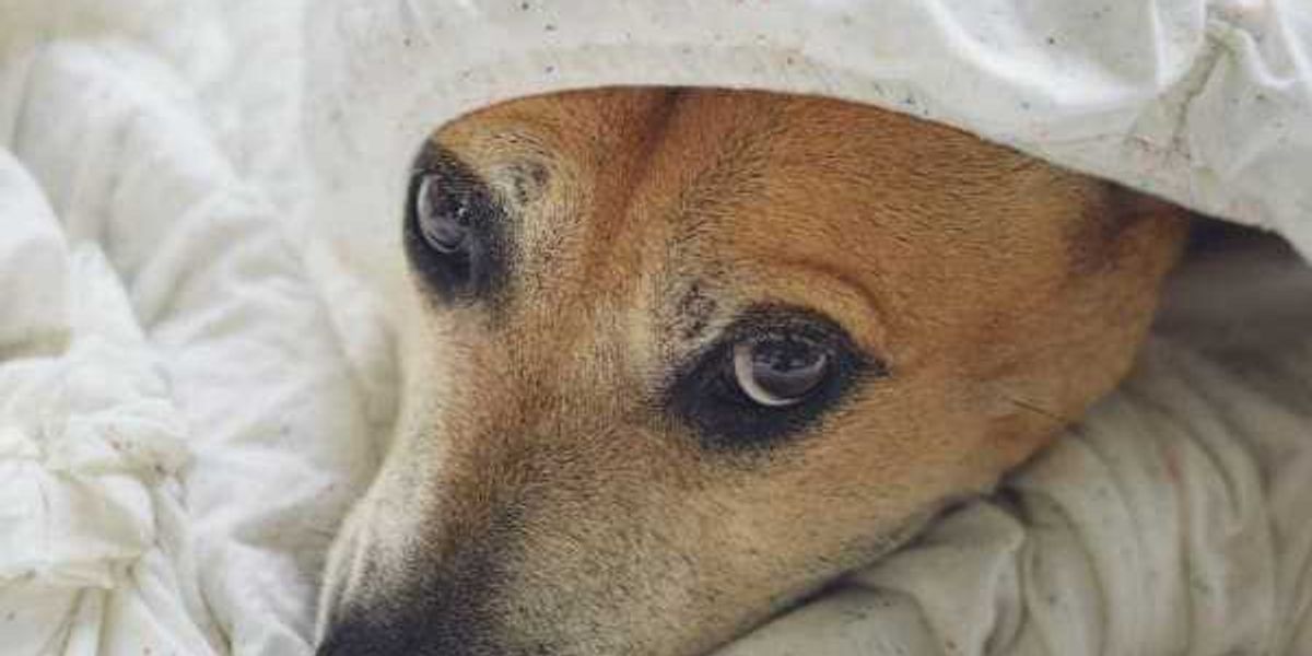 7 tips for keeping SA pets safe and calm during fireworks