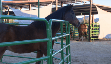 Equine Herpesvirus outbreak spreads in Arizona