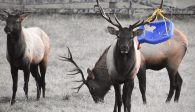 Child's swing tangled in Elk’s antlers North Carolina