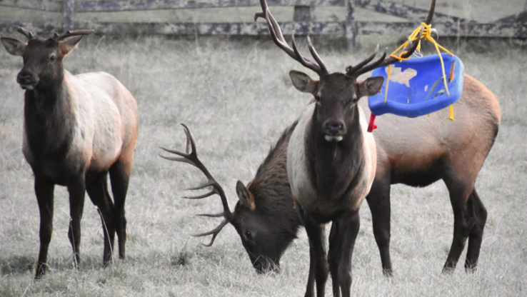 Child's swing tangled in Elk’s antlers North Carolina