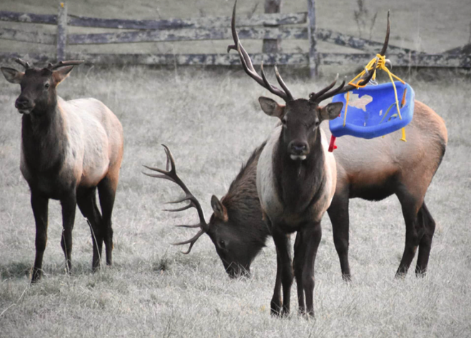 child swing stuck on elk's antlers in nc