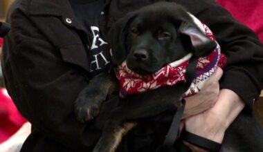 PAWS Chicago hopes to find homes for 125 dogs and cats at Holiday Adopt-a-Thon this weekend