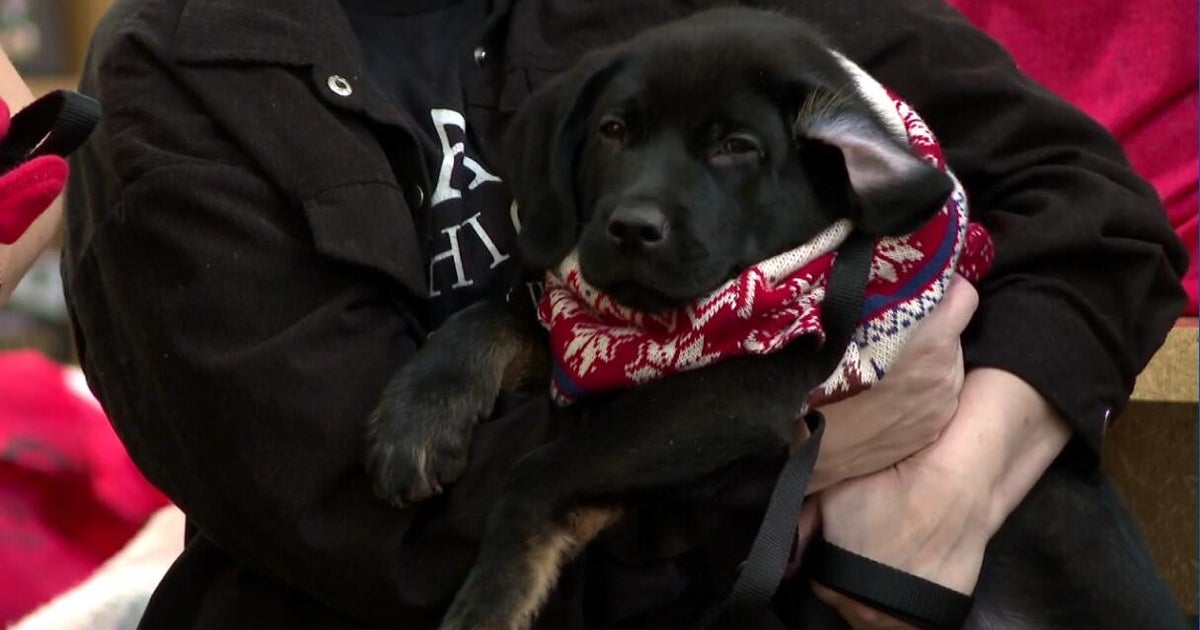 PAWS Chicago hopes to find homes for 125 dogs and cats at Holiday Adopt-a-Thon this weekend