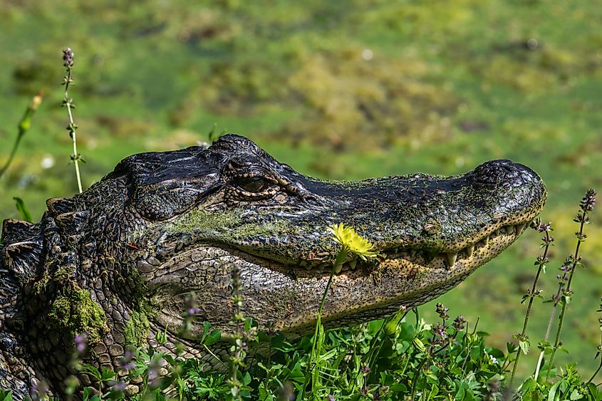 American alligator among wildflowers in Texas.