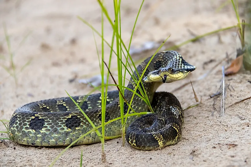An Eastern Hog-nosed snake 