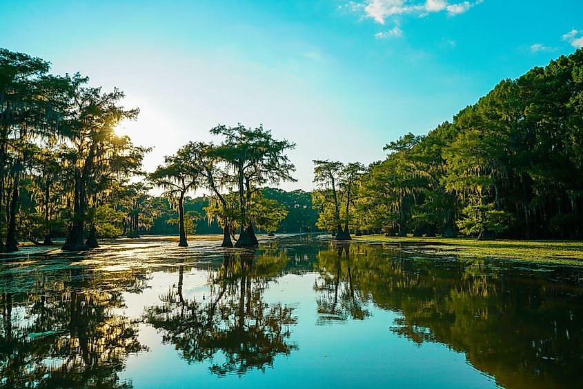 Reflective view of bald cypress trees at Caddo Lake in Texas.