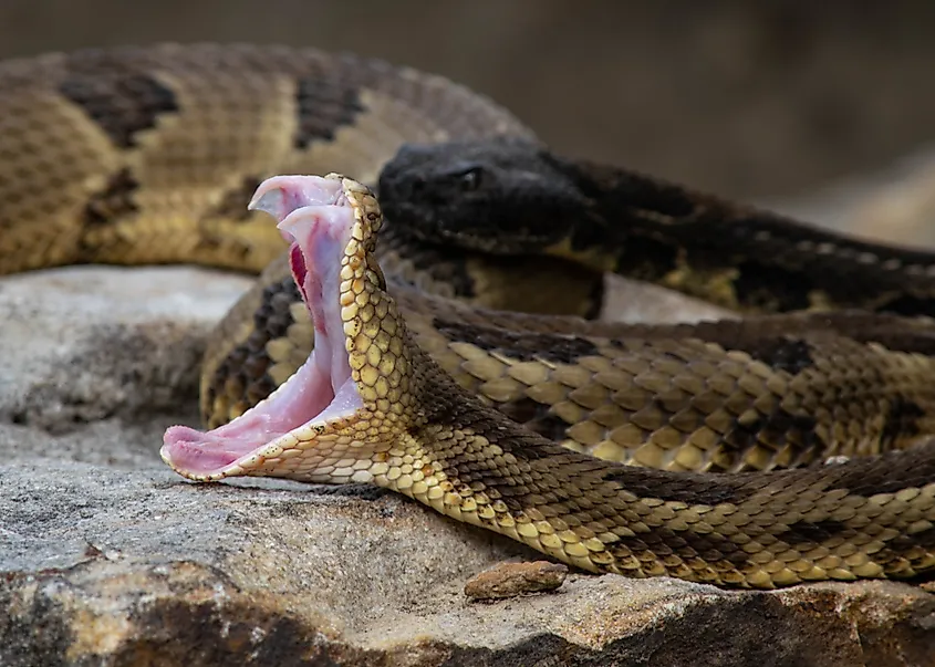  A timber rattlesnake exposes its fangs.