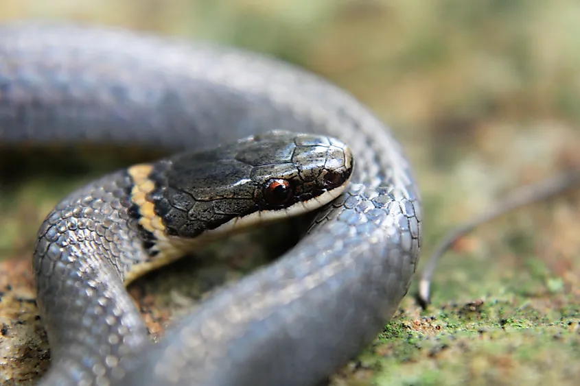 Ring neck snake close up.