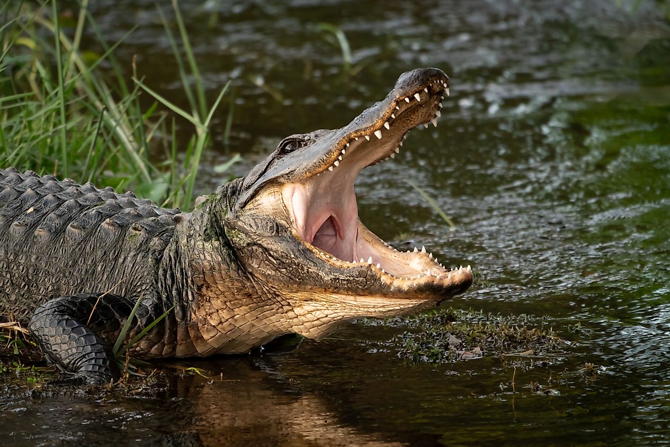 4 Most Alligator-Filled Swamps In Texas