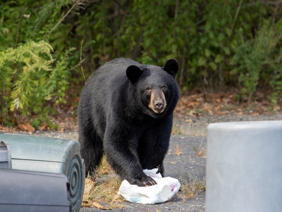 Harwinton Bear Family Leaves After Pushing Into Home's Kitchen, DEEP Urges 'Be BearWise' Practices
