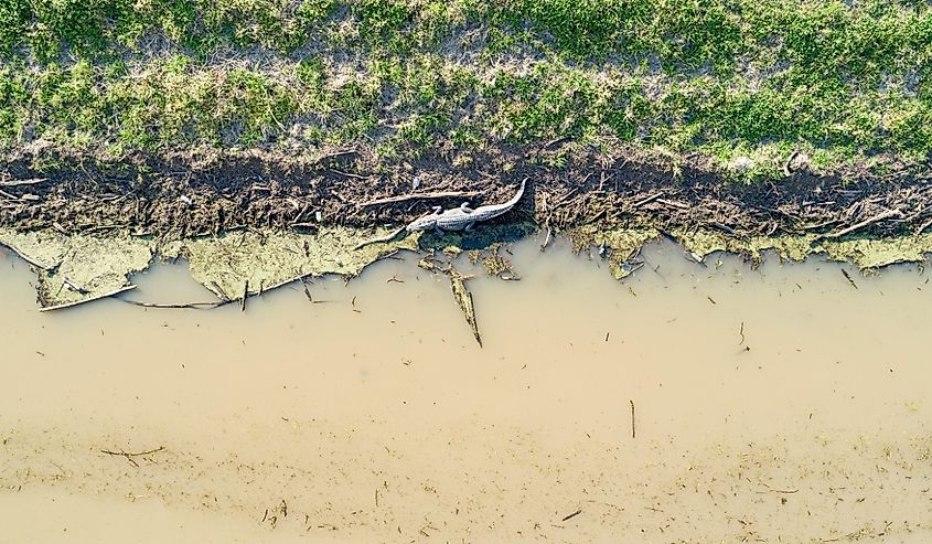 American alligator sunning on a flooded levee near there Yazoo River