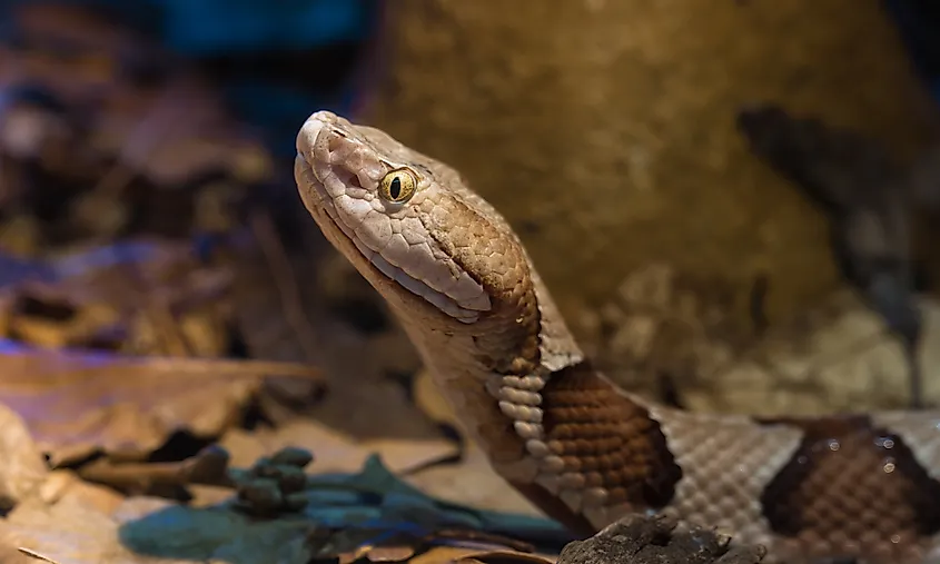 A copperhead snake amid leaf litter. 