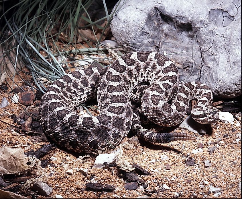The Eastern Massasauga Rattlesnake is endangered.