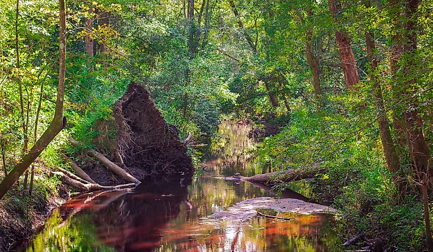 Great Swamp Sanctuary within the ACE Basin in South Carolina.