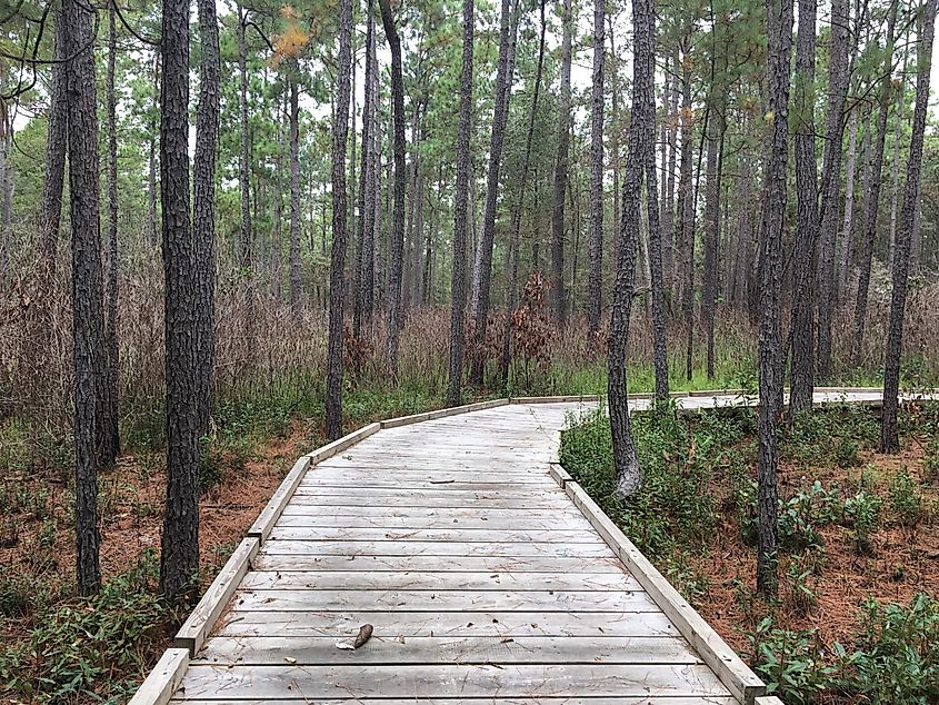 Stay safe on the boardwalk at Big Thicket National Preserve.