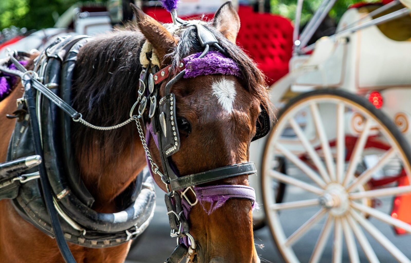 NYC Plans To Finally Phase Out Horse Drawn Carriages! – One Green Planet