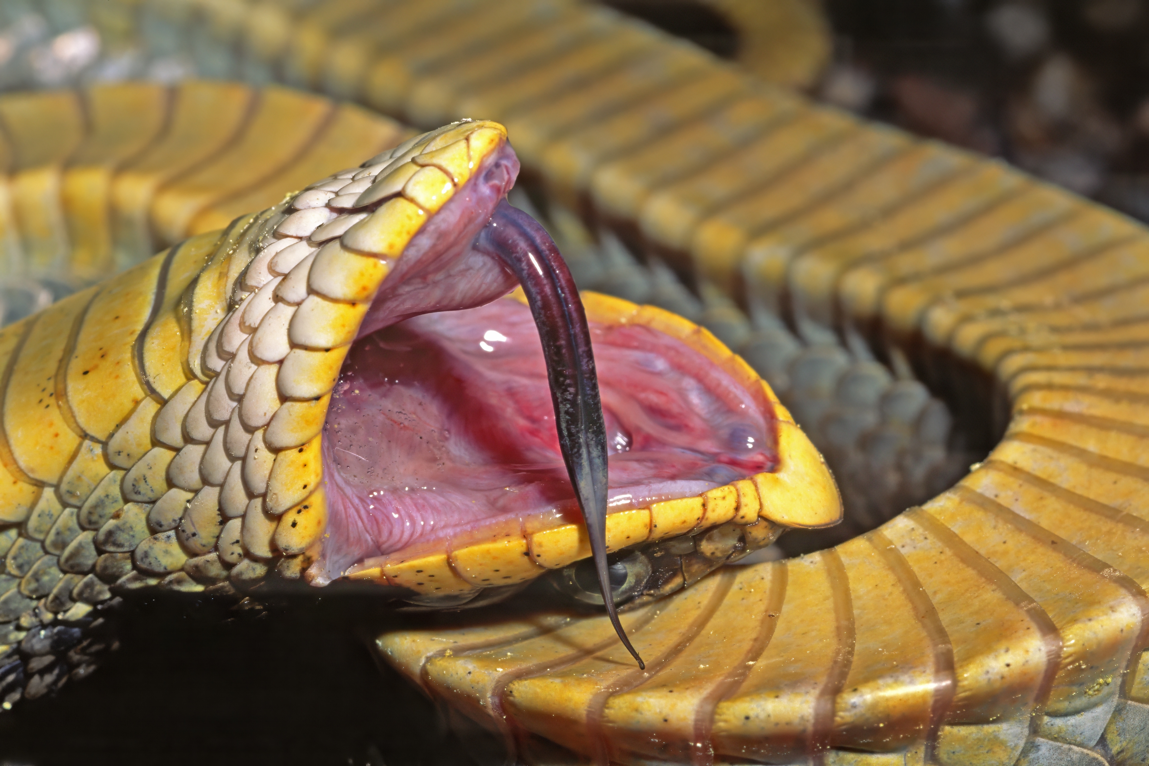 A hognose snake playing dead. A close up photo of the tongue hanging out of its mouth.