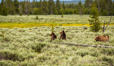U.S. Government Loses To Yellowstone National Park As Judge Rules Against "Illegal" Threat