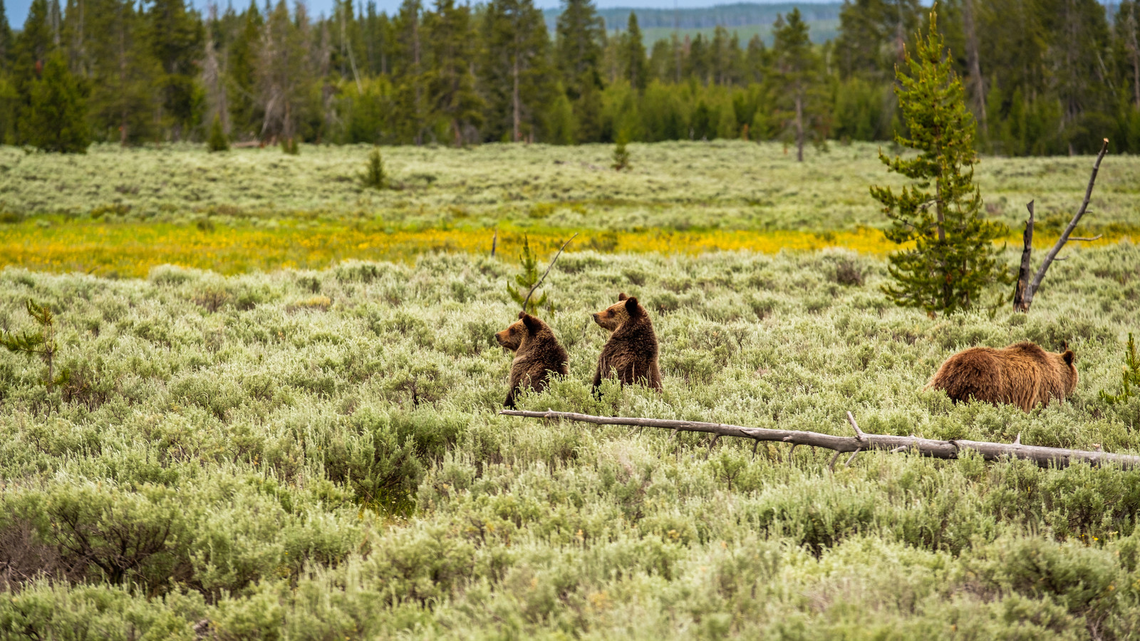 U.S. Government Loses To Yellowstone National Park As Judge Rules Against "Illegal" Threat