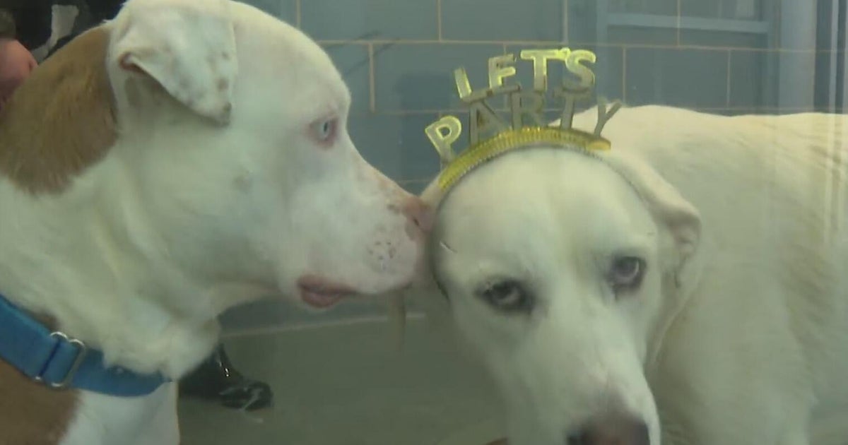 Dallas volunteers help shelter animals cope with fireworks