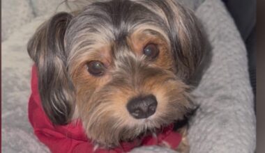 Philadelphia family pleads for dog to be returned after it was stolen from Strawberry Mansion home