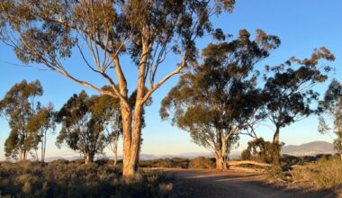 A guide to hiking at Del Mar Mesa Preserve