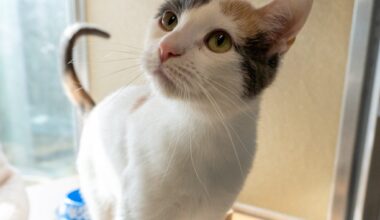 1-year-old year old kitty looking for safe place – San Diego Union-Tribune