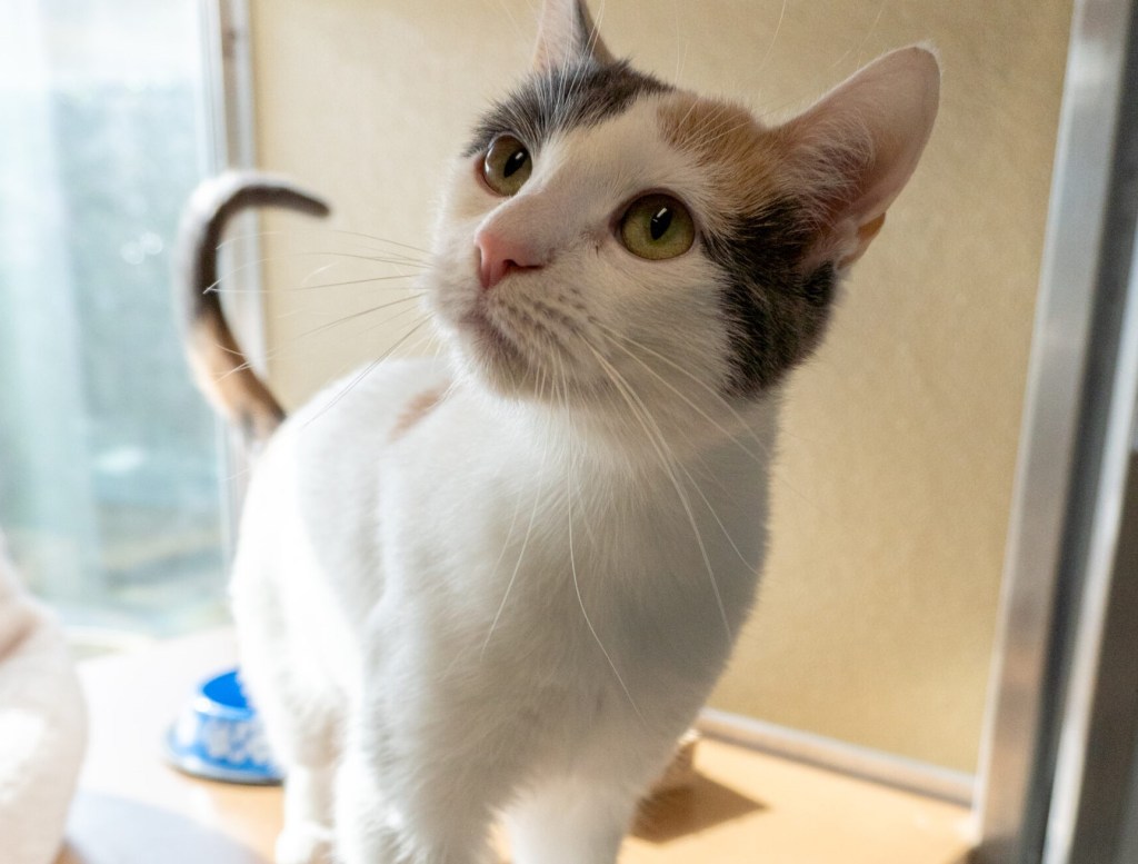 1-year-old year old kitty looking for safe place – San Diego Union-Tribune