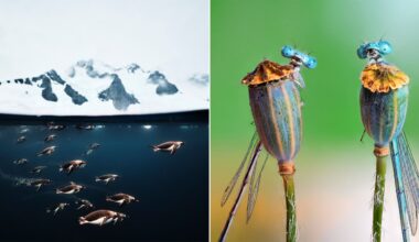 A split image: left side shows penguins swimming underwater near snowy mountains; right side shows two dragonflies perched atop plant stems against a green background.
