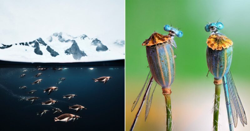 A split image: left side shows penguins swimming underwater near snowy mountains; right side shows two dragonflies perched atop plant stems against a green background.