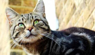 Blow dart attack on San Antonio cat triggers nationwide hunt