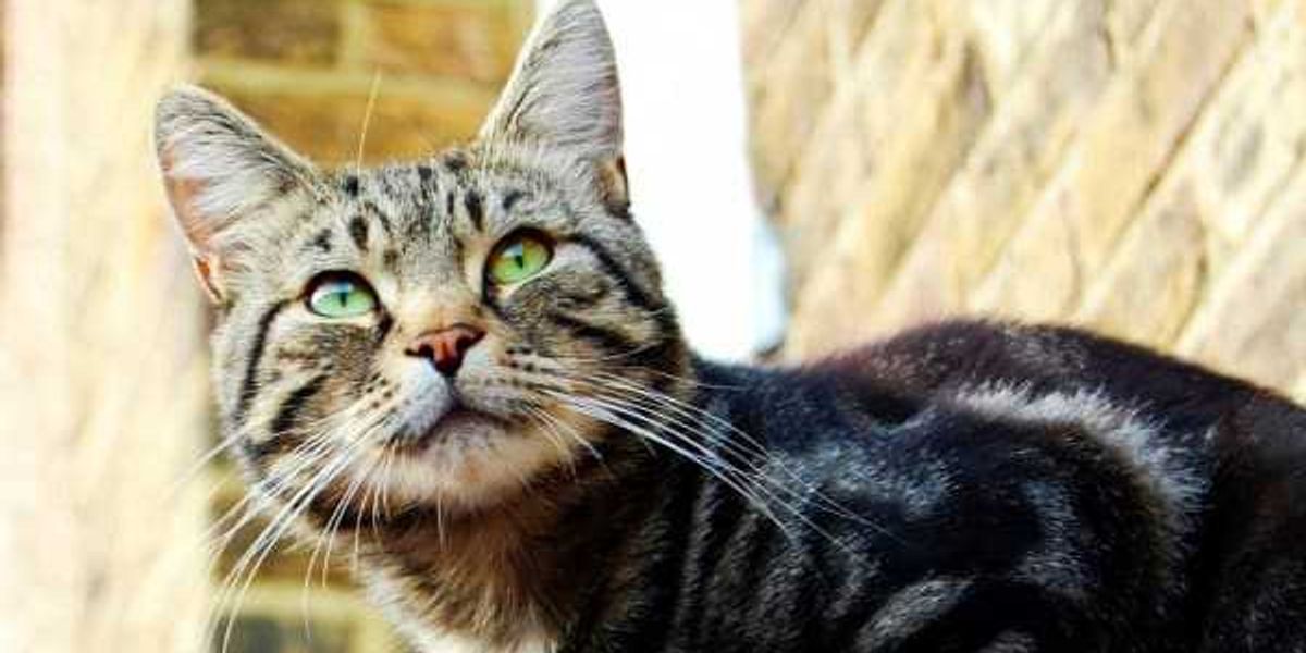 Blow dart attack on San Antonio cat triggers nationwide hunt