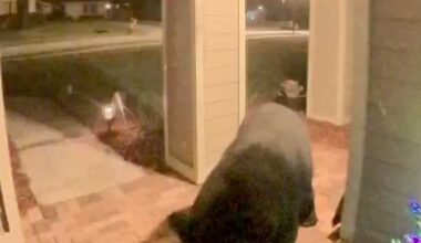 Central Florida porch pirate turns out to be a bear