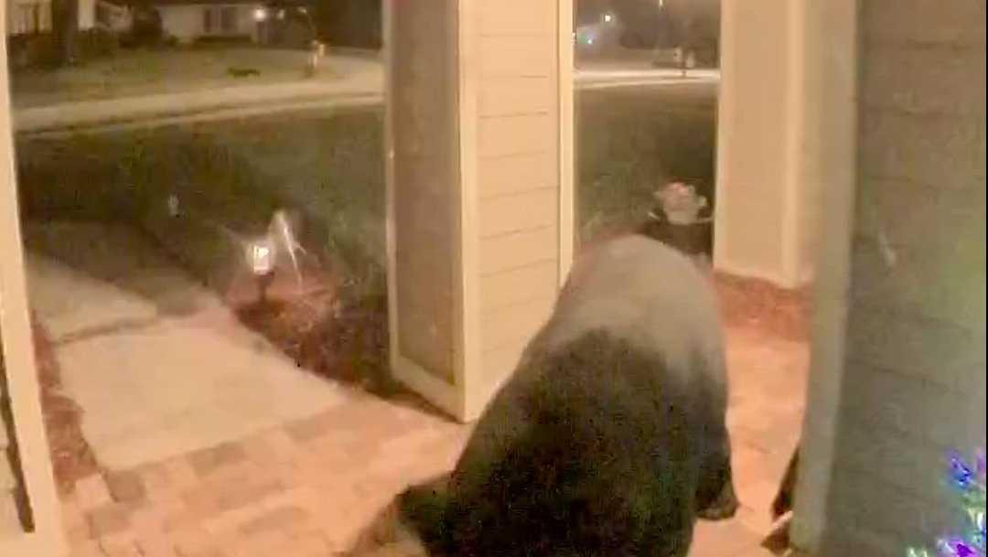 Central Florida porch pirate turns out to be a bear