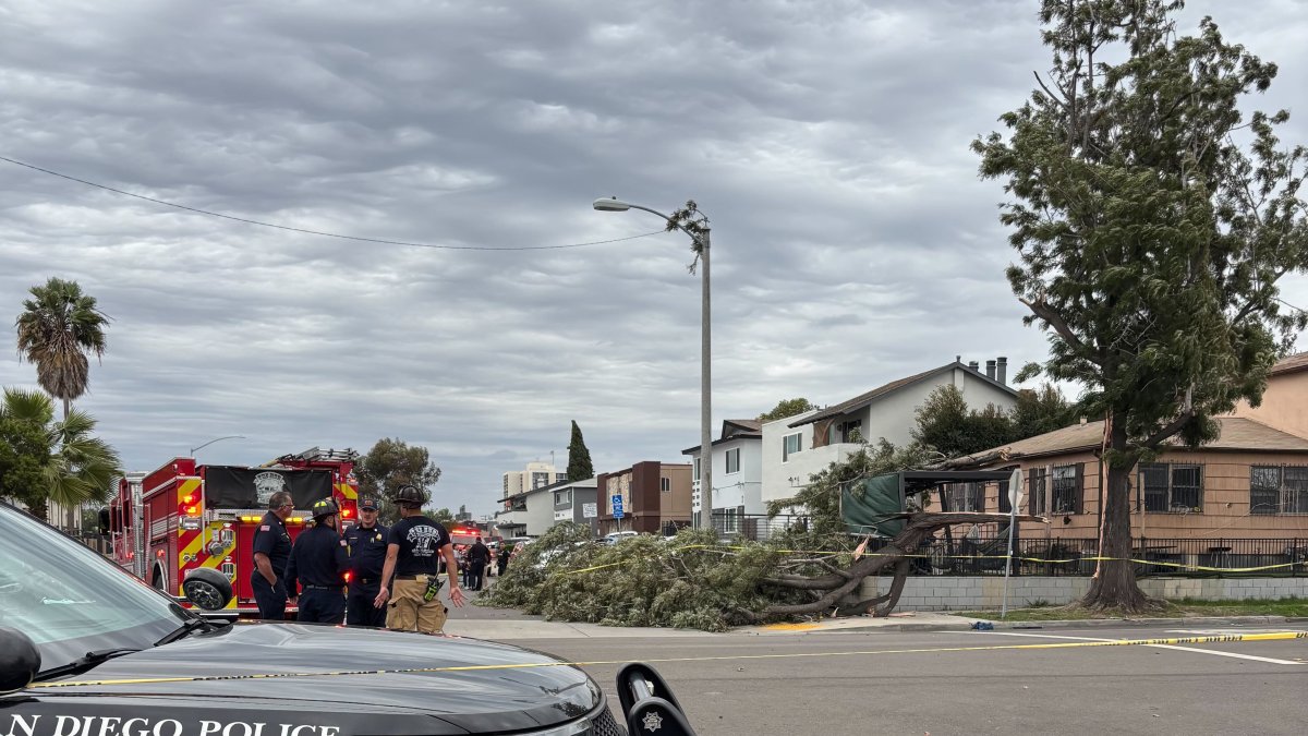 City Heights man killed by falling tree limb on Christmas Eve – NBC 7 San Diego