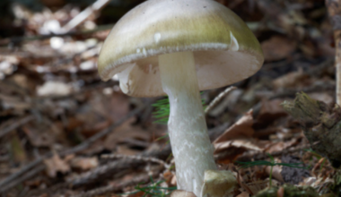 Don't forage for or eat wild mushrooms