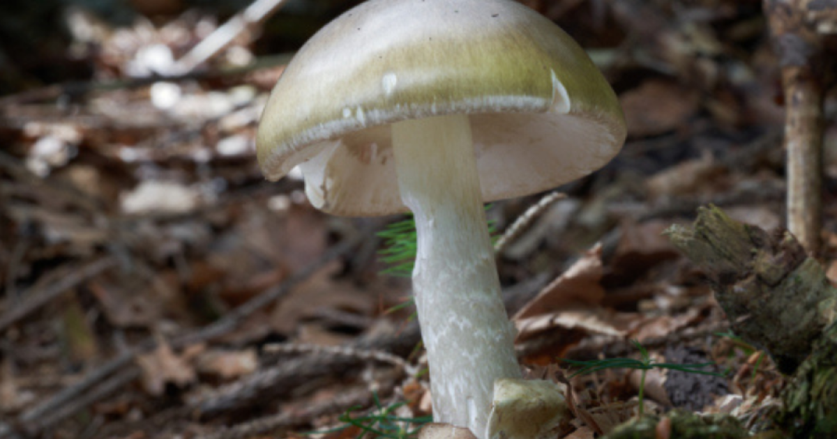 Don't forage for or eat wild mushrooms