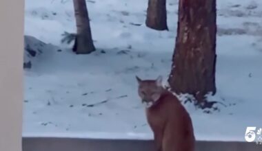 Mountain lion, two cubs spotted in The Broadmoor Resort community Monday morning