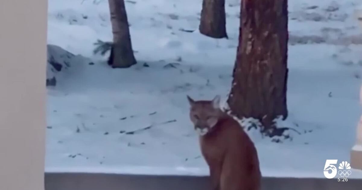 Mountain lion, two cubs spotted in The Broadmoor Resort community Monday morning