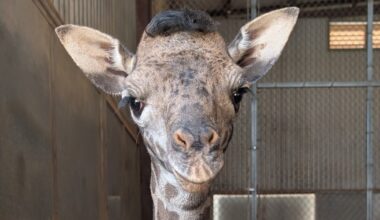 Phoenix Zoo announces name for newly born giraffe