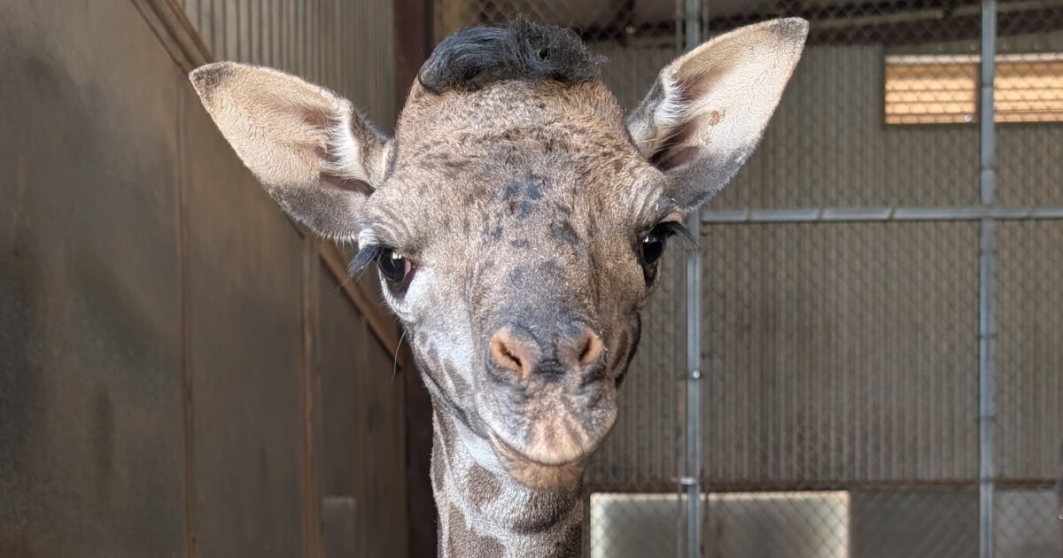 Phoenix Zoo announces name for newly born giraffe