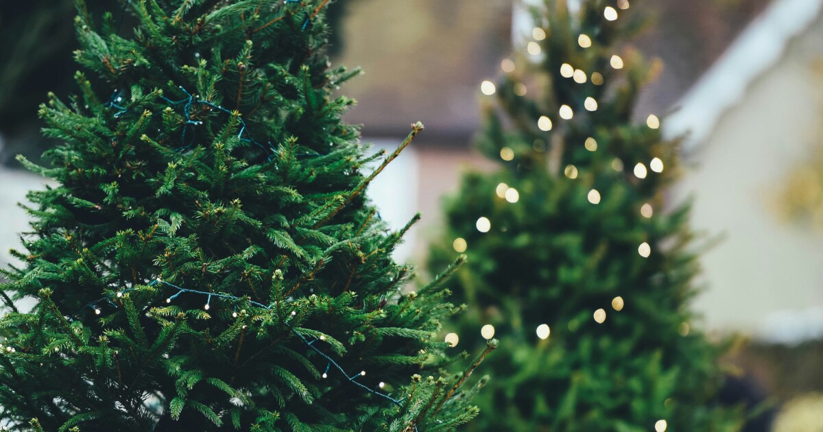 Ready to toss your Christmas Tree? Here’s how to recycle it in LA and OC