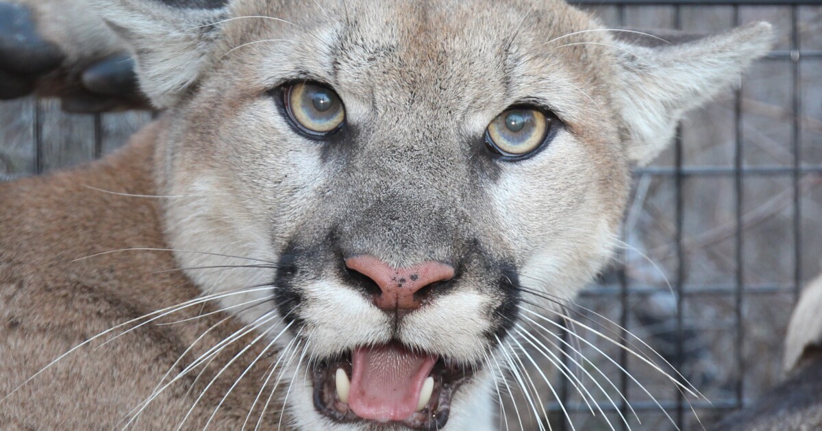 Why the recent capture of mountain lion P-129 is a big deal for the 101 Freeway wildlife crossing