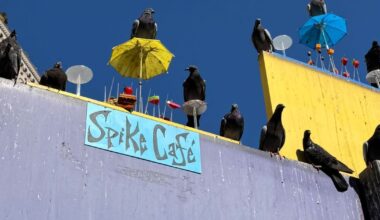 The artsiest cafe in downtown is on top of a parking sign — and it's for birds