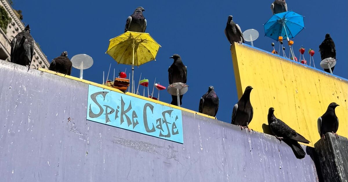 The artsiest cafe in downtown is on top of a parking sign — and it's for birds